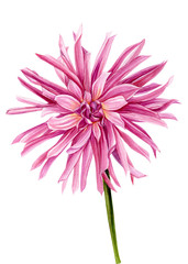 Pink dahlia on an isolated white background, Watercolour flowers, hand drawing illustration - obrazy, fototapety, plakaty