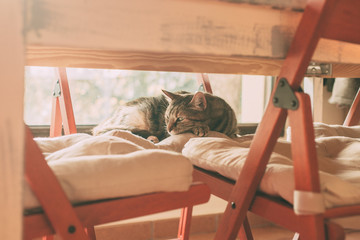 Beautiful tabby cat sleeping under a table. Domestic cat. Lovely cat portrait.