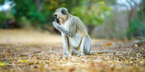 vervet monkey in kruger national park, mpumalanga, south africa 19