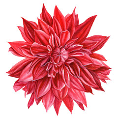 Watercolour flowers  red dahlia on an isolated white background, illustration, hand drawing