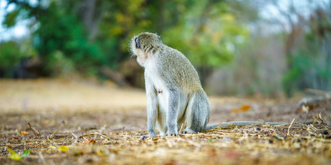 vervet monkey in kruger national park, mpumalanga, south africa 22