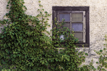 Fototapeta na wymiar Romantic view to old window with a green climber plant, wooden window
