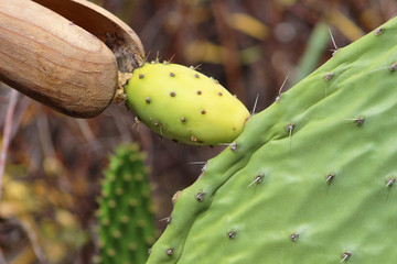 Higo Chumbo, higo pico o tuno