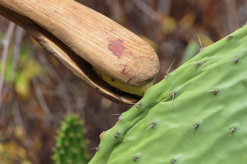 Higo Chumbo, higo pico o tuno