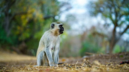 Obraz premium vervet monkey in kruger national park, mpumalanga, south africa 27