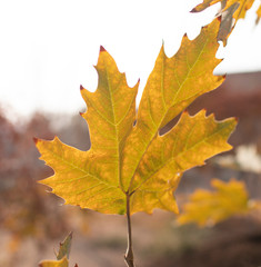 Yellow Autumn maple leaf on tree