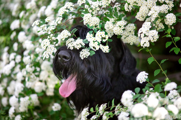 Giant schnauzer dog close up portrait in spring white flowers