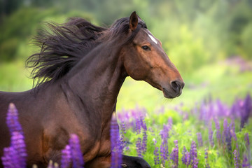 Bay  horse with long mane in lupine flowers run fast - obrazy, fototapety, plakaty