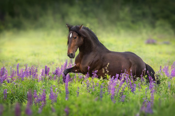Bay stallion with long mane in lupine flowers trotting free