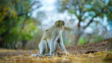 vervet monkey in kruger national park, mpumalanga, south africa 40