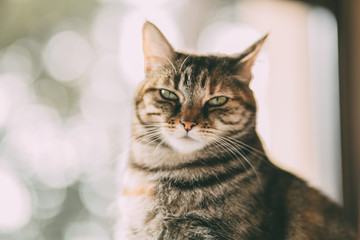 Naklejka na ściany i meble Beautiful tabby cat portrait near a window. Domestic cat posing. European striped cat.
