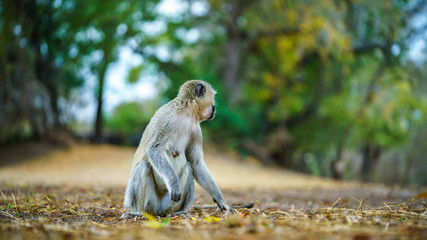 vervet monkey in kruger national park, mpumalanga, south africa 54