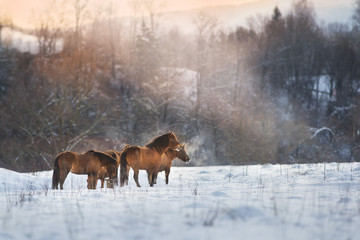 Bay horse herd in winter landscape at sunset