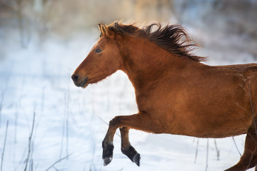 Fototapeta na wymiar Bay horse with long mane free run in snow