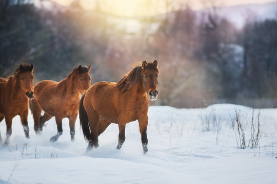 Bay horse herd in winter landscape at sunset