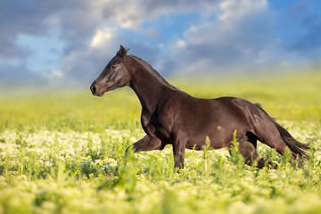 Plakat Black horse run gallop on flowers meadow