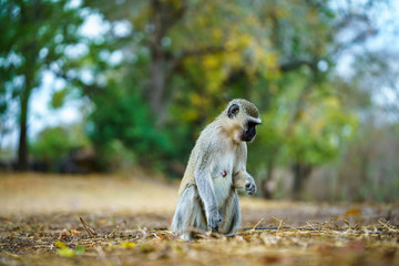vervet monkey in kruger national park, mpumalanga, south africa 56