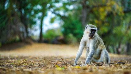 vervet monkey in kruger national park, mpumalanga, south africa 57