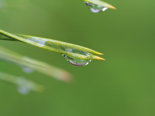 water drop on leaf	