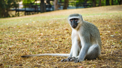 vervet monkey in kruger national park, mpumalanga, south africa 84