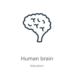 Human brain icon. Thin linear human brain outline icon isolated on white background from education collection. Line vector human brain sign, symbol for web and mobile
