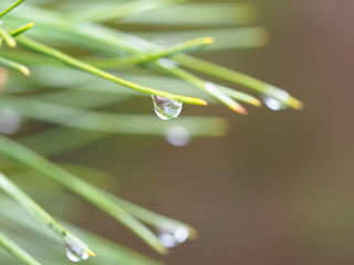 water drop on leaf