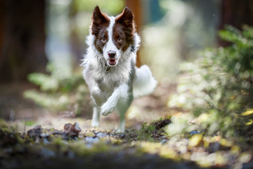 Beautiful dog border collie jump in deep forest. Fast speed run photo of happy dogs front view.