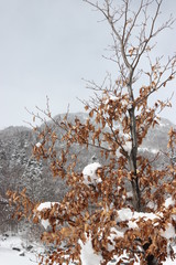 Árbol nevado