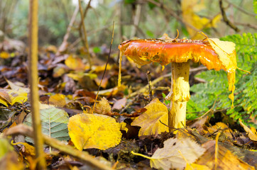 weathered Fly agaric (Amanita muscaria). Mushroom red with white dots in orange autumn lighting. Surrounded by birch leaves. Found in Gouwebos, Waddinxveen, Netherlands.