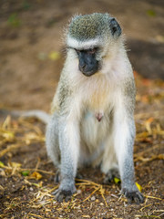 vervet monkey in kruger national park, mpumalanga, south africa 97