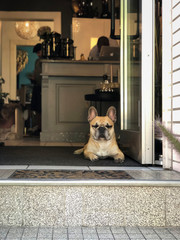 French bulldog lies on the doorstep of a restaurant or shop. Welcome or No Trespassing Concept