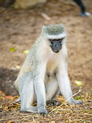 Naklejka na ściany i meble vervet monkey in kruger national park, mpumalanga, south africa 101
