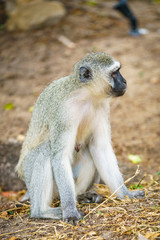 Naklejka na ściany i meble vervet monkey in kruger national park, mpumalanga, south africa 104