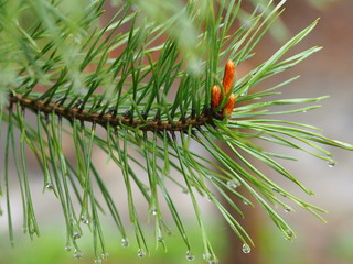 pine tree branch with cones