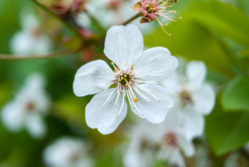 spring cherry blossom, spring background