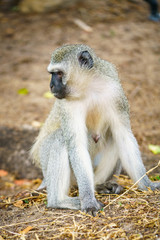 vervet monkey in kruger national park, mpumalanga, south africa 105