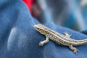 a baby lizard on his hand, reptile