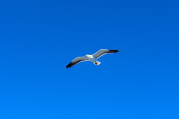 Fototapeta na wymiar flying Seagull against the blue sky