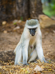 vervet monkey in kruger national park, mpumalanga, south africa 109