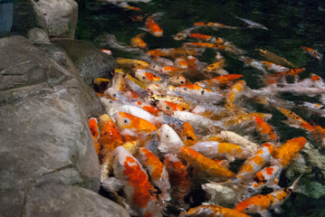 pond teeming with fish carp, feeding colorful fish