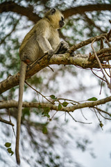 vervet monkey in kruger national park, mpumalanga, south africa 112