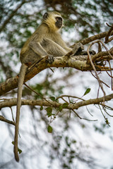 Obraz premium vervet monkey in kruger national park, mpumalanga, south africa 121