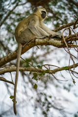 vervet monkey in kruger national park, mpumalanga, south africa 117
