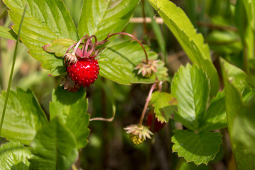 field strawberries, wild strawberries ripe beautiful red juicy on the bush