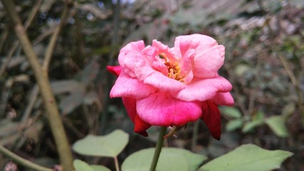 pink roses with defocus background