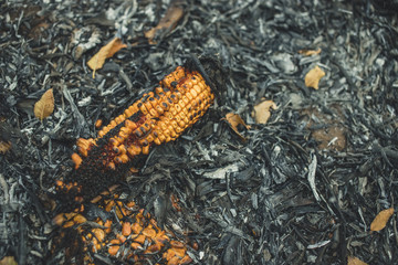 Corn clip on an irresponsibly burnt field turned to ashes. Burnt corn field after harvest