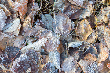 the frozen ice sheets in the winter , the snowflakes on the leaves