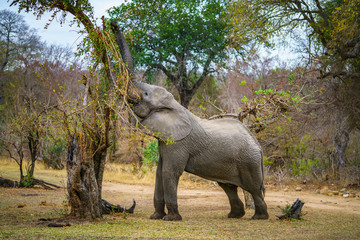 elephant in kruger national park, mpumalanga, south africa 53