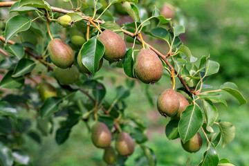 ripening ripe beautiful juicy fruit pears on a branch, pear tree in the garden