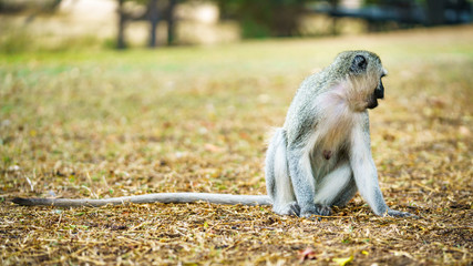 vervet monkey in kruger national park, mpumalanga, south africa 66